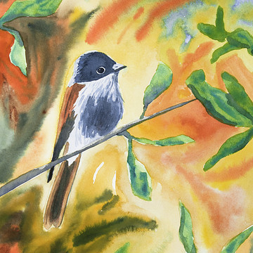 Watercolors - Birds