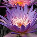 Waterlily And Lotus Photos