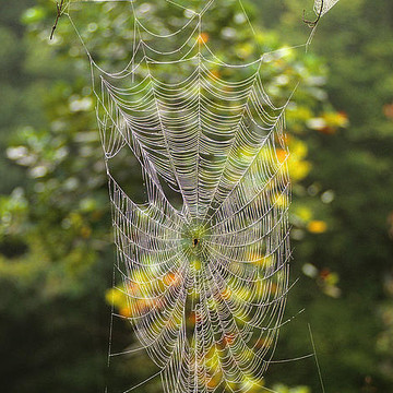 Web Of Spidey 