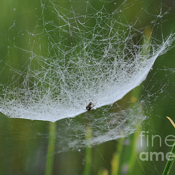 Webs