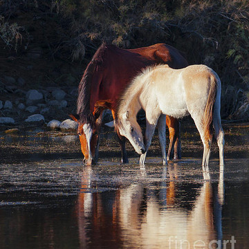 Wild Horses and Equestrian