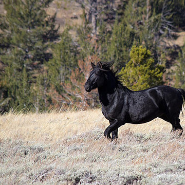 Wild Horses of Green Mountain Wyoming