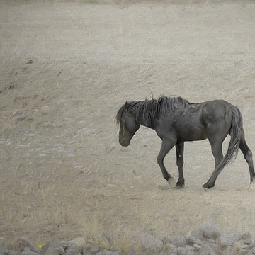 Patricia Dennis Images of Wild Horses