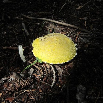 Wild Mushrooms Lichen and Fungi