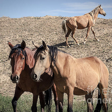 Wild Mustangs and Horses