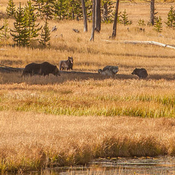 Wilderness Pack Trip in Yellowstone