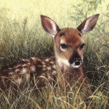 Wildlife and Nature Paintings
