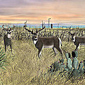 Wildlife Deer Antelope Ox and bufflalo