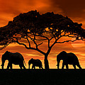 Wildlife Elephants