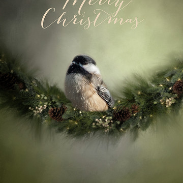 Winter Birds Greeting Cards