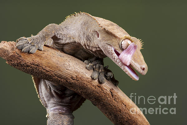 New Caledonian Crested Gecko Correlophus ciliates iPhone X Case