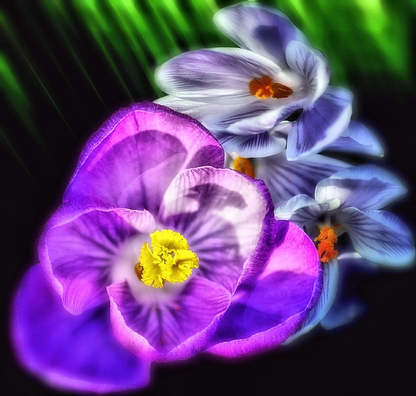 Flower Art