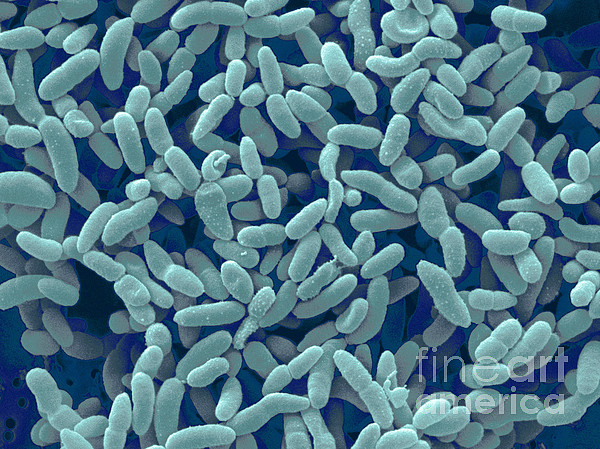 Acetobacter Aceti Bacteria #1 Jigsaw Puzzle