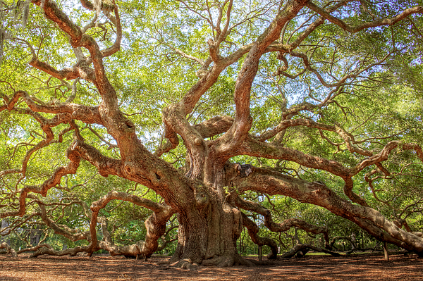 Angel Oak Tree Round Beach Towel for Sale by Drew Castelhano