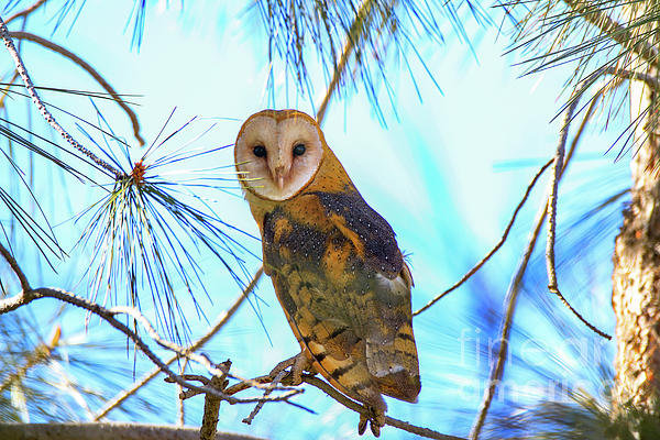 Owl Art