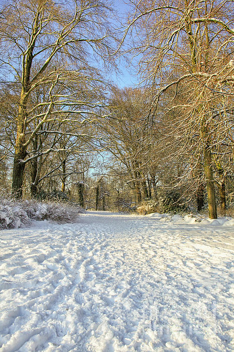 Patricia Hofmeester - Beautiful park in winter