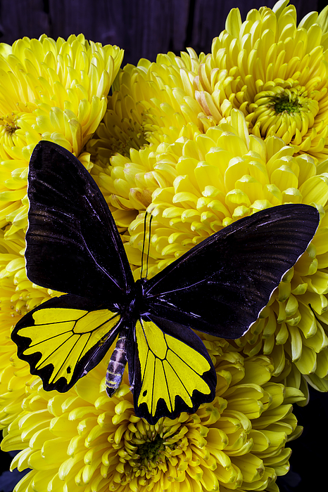 Black And Yellow Butterfly Greeting Card for Sale by Garry Gay