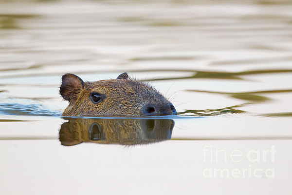 capybara pillow pet