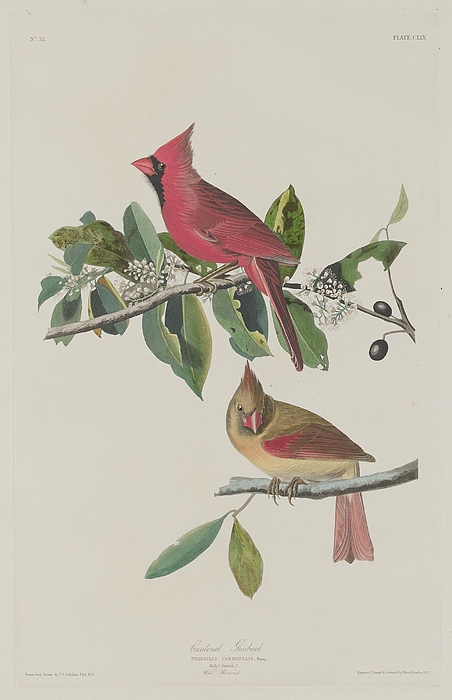 Dreyer Wildlife Print Collections  - Cardinal Grosbeak