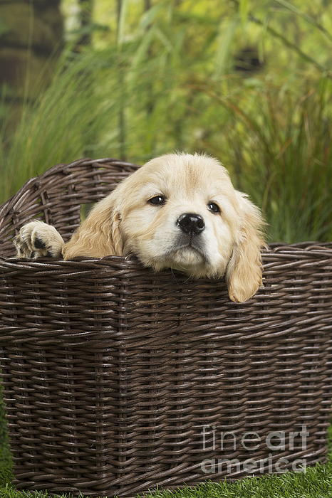 dog carry basket