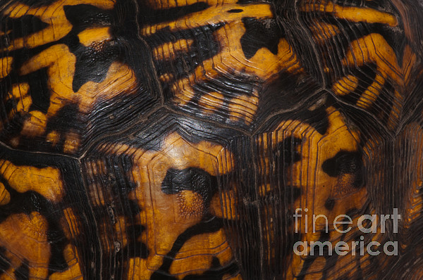 Eastern Box Turtle, Shell Pattern by Scott Camazine