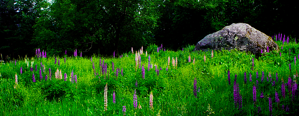 New Hampshire Art