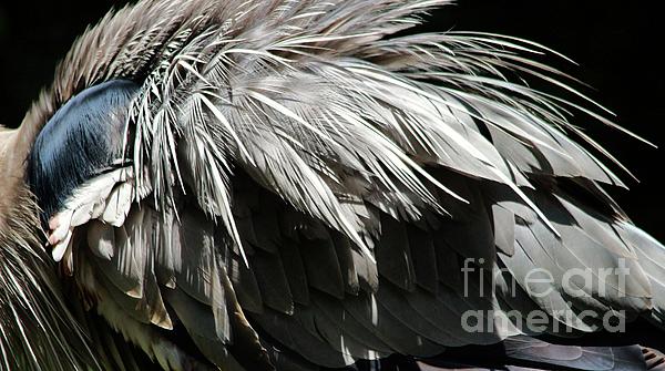 Pelican Wings Coffee Mug by Paulette Thomas - Pixels