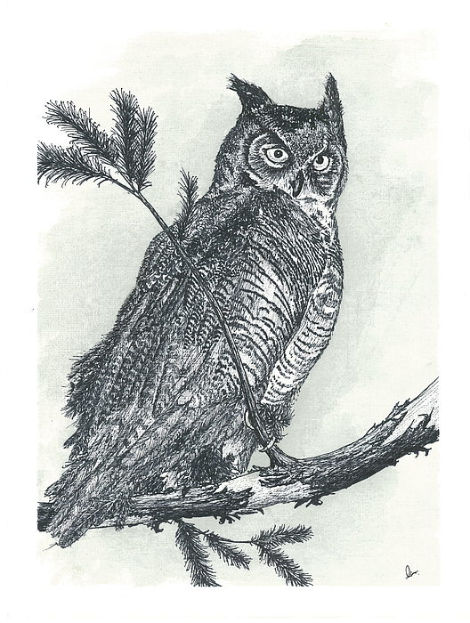 Bird Drawings