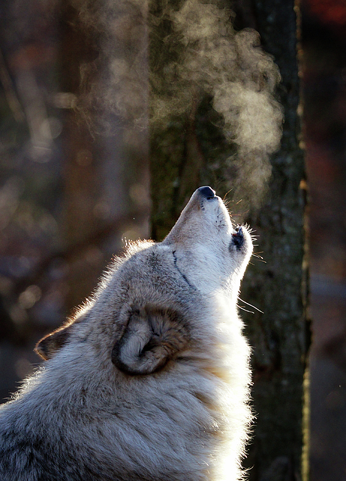 Howling discount wolf blanket