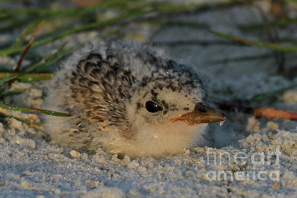 Meg Rousher - Least Tern chick