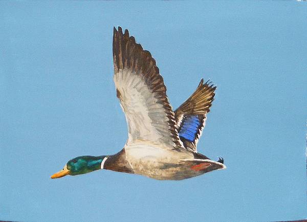 Mallard Art