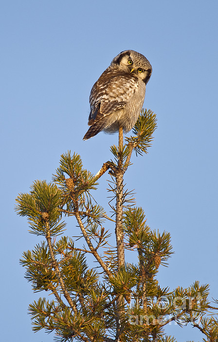 Northern Hawk Owl Tote Bag