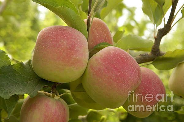 https://images.fineartamerica.com/images/artworkimages/medium/1/1-organic-pink-lady-apples-inga-spence.jpg