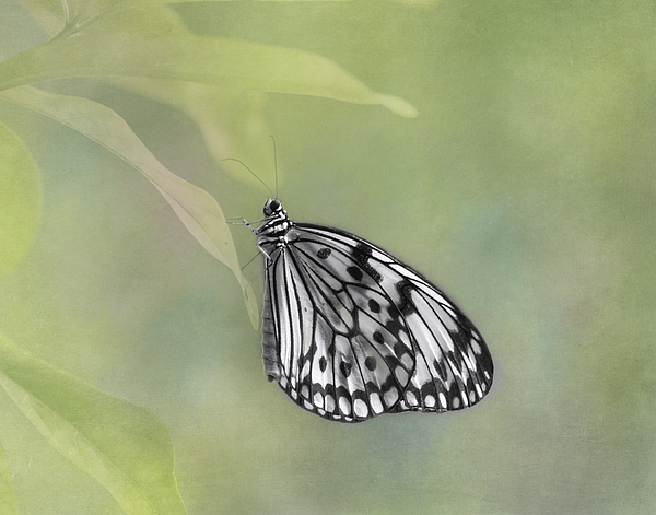 Kim Hojnacki - Paper Kite Butterfly