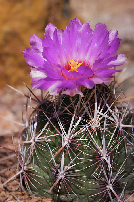 Pink Cactus Flower #2 Greeting Card by Saija Lehtonen