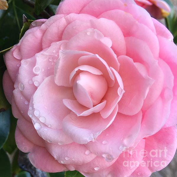 Sweet Pink Rose Buds Photograph by Carol Groenen - Pixels