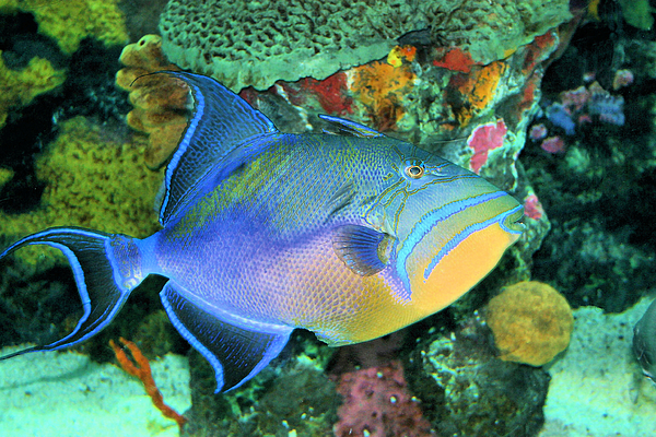 Queen Triggerfish Photograph