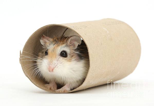 hamster cardboard tube