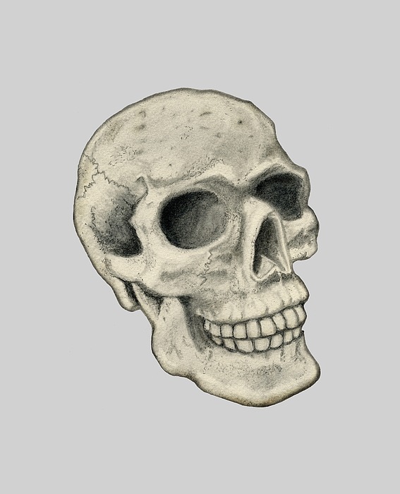 Skull B Drawing