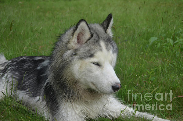 https://images.fineartamerica.com/images/artworkimages/medium/1/1-sleeping-siberian-husky-dog-dejavu-designs.jpg