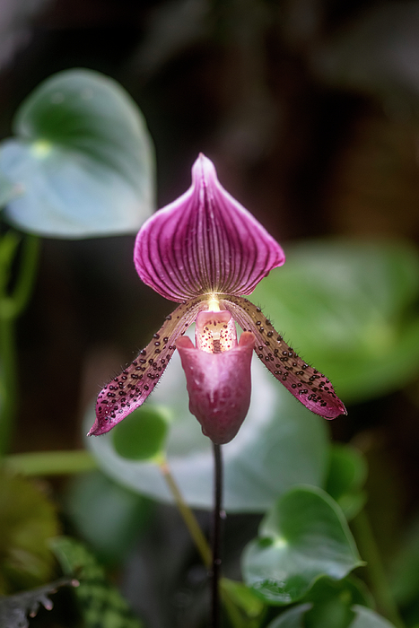 Venus slipper 2025 orchid for sale