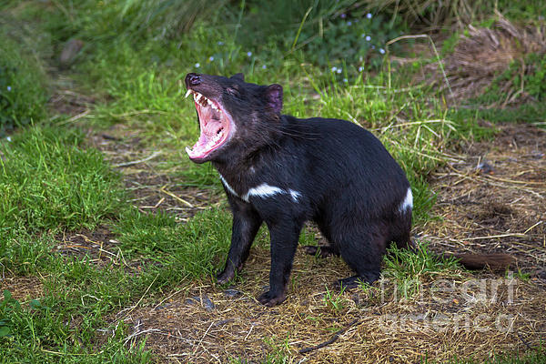 Tasmanian devil best sale onesie for adults