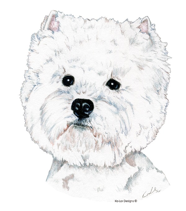 West Highland White Terrier, Westie Drawing
