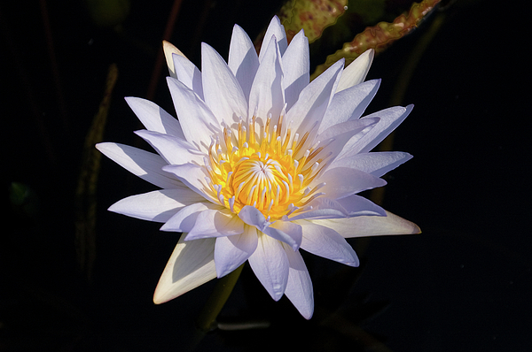 White Water Lily Photograph
