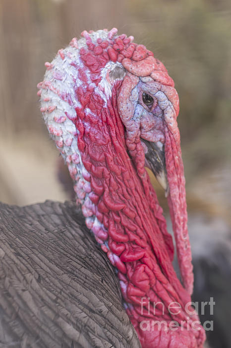 Download Wild Turkey Face Mask For Sale By Ezume Images PSD Mockup Templates