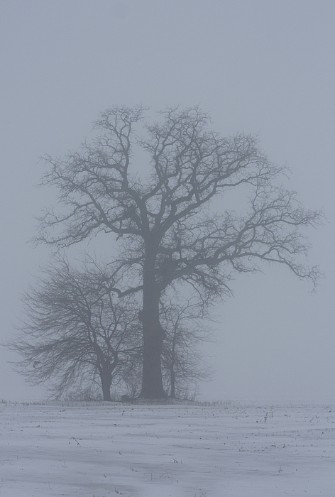 Winter Fog Photograph