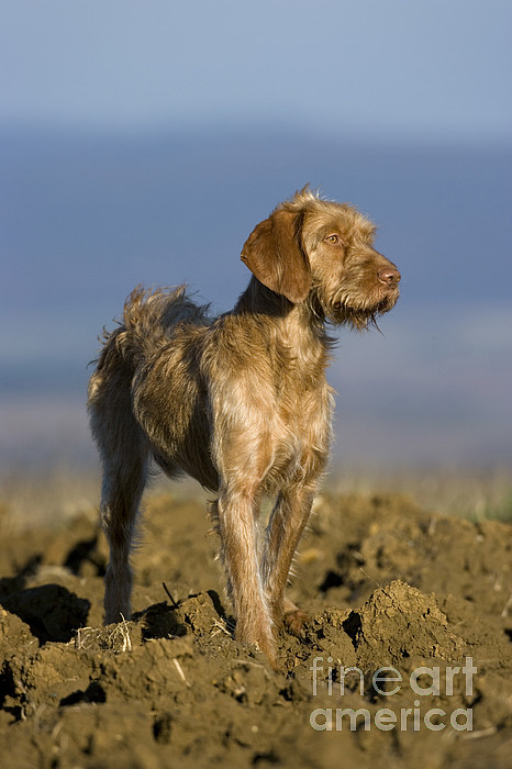 Wire haired pointing griffon dog puzzle, wooden hunting dog puzzle