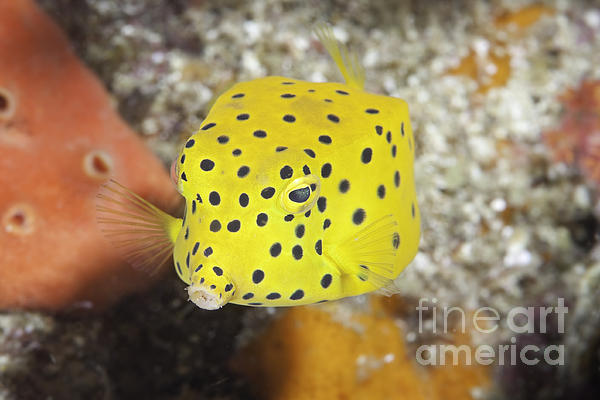 cubicus boxfish care