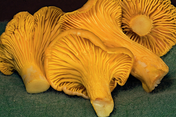 Umbrella Mushrooms Shower Curtain by Buddy Mays - Pixels