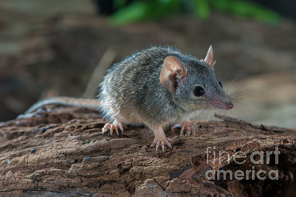 Long-haired Rat Bath Towel by B.G. Thomson - Pixels